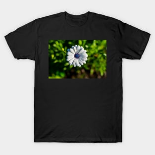 White African daisy or Cape Daisy T-Shirt